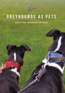 Adopt a greyhound | Greyhounds as Pets