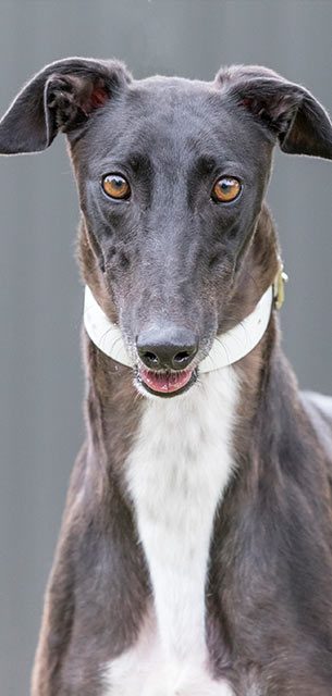 Racing and Wagering Western Australia | Greyhounds as Pets