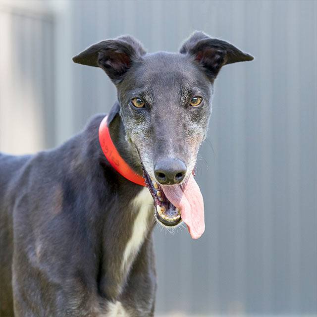 Racing and Wagering Western Australia | Greyhounds as Pets