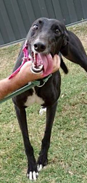 Racing and Wagering Western Australia | Greyhounds as Pets